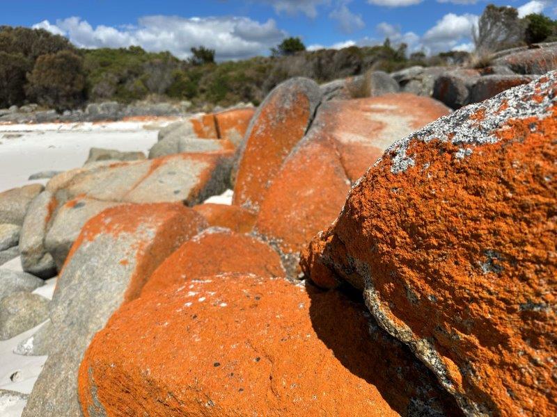 9.97 The Gardens in the Bay of Fires - St Helens Tasmania HISI